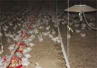 Poultry Lighting: LED Bulbs Provide Energy Savings and Durability