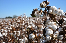 Low Cotton Production Affects Peruvian Textile Chain