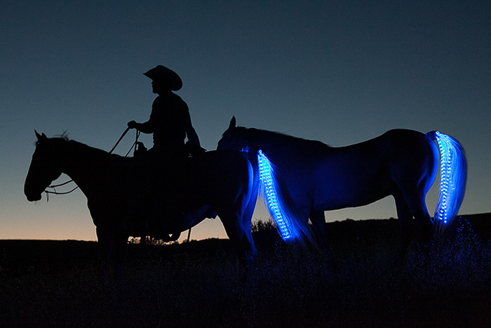 Unusual LED Tail Lights for Horses