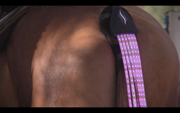 Unusual LED Tail Lights for Horses_1