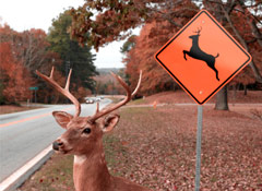 Deer Crashes Soar in November
