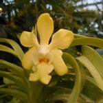 Orchidarium Research Platform at Guerlain_4