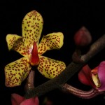 Orchidarium Research Platform at Guerlain_6
