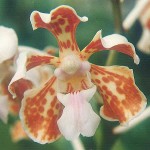 Orchidarium Research Platform at Guerlain_7