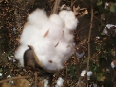 Cotton Prices in India May Decline Next Season: Report