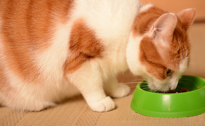 Cat Food Recalled Due to Possible Salmonella Contamination