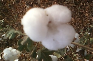 Swaziland Govt Raises Cotton Price by 7% for 2013-14