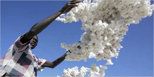 Zimbabwe's Cotton Output May Rise 31% in 2013-14