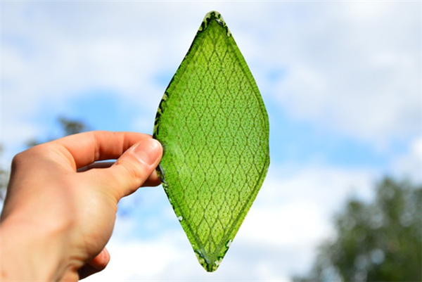 The First Artificial Leaves Was Born