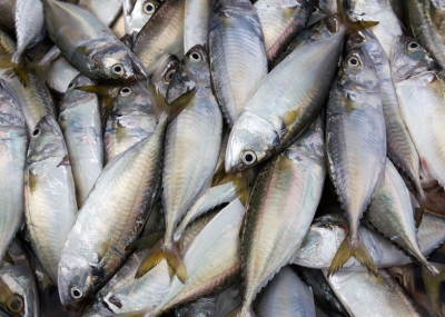 Scottish Mackerel Sector Warns of Impending Losses in 2015