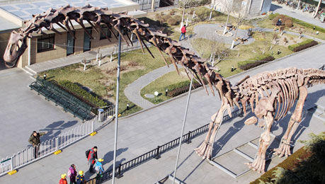 World's Largested Dinosaur Skeleton Debuted in Beijing