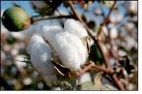 31mn Bales Pressed Till Date in 2014-15 Cotton Season: ICF