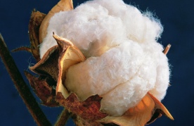 Iran Develops GM Cotton