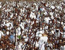 Egyptian Cotton Export Rises Exponentially