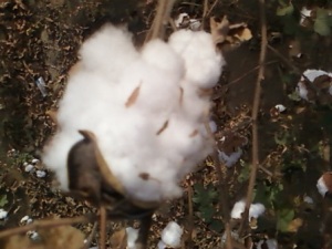 Pakistan Farmers Get Training in Clean Cotton Picking