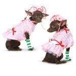 Fashion Dogs - Dressing All The Year Round!_5