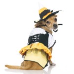 Fashion Dogs - Dressing All The Year Round!_6