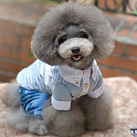 Fashion Dogs - Dressing All The Year Round!_10