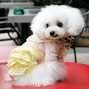 Fashion Dogs - Dressing All The Year Round!_8