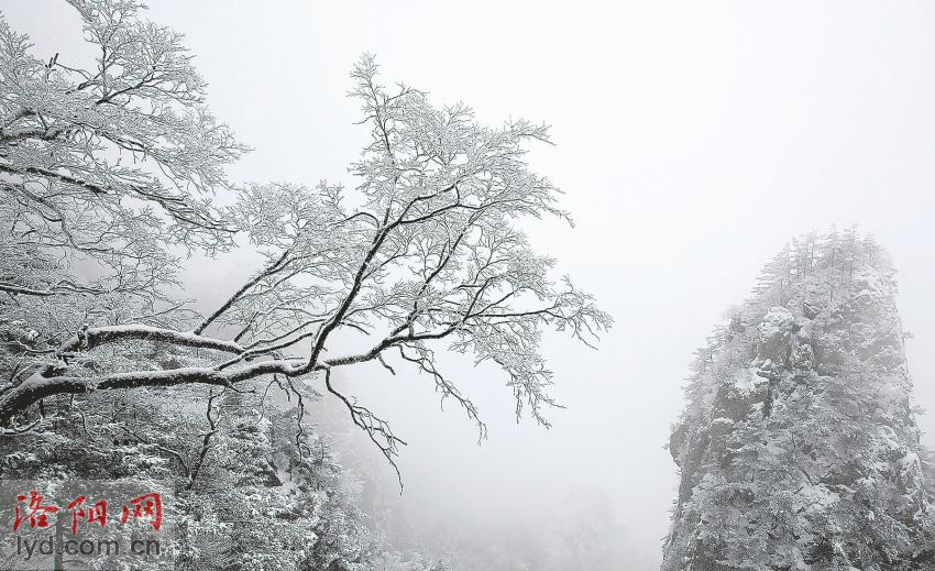 Luoyang Sees Beautiful Rime Ices in Mountainous Areas