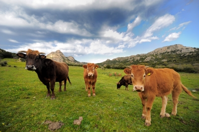 Cargill to Cut Antibiotic Use in Its Beef Cattle by 20%