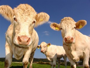 ACCC Launches Market Study Into Cattle and Beef Industry