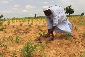 Nigeria: Fao Seeks Urgent Funding to Target 385,000 People with Farming Support in Northeast
