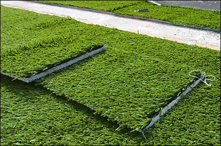 Advantages and Disadvantages of Artificial Turf