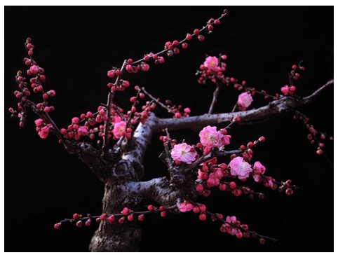 Fun Chinese Plum Blossoms Craft for Kids