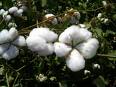 Cotton trade is currently under hedged – Plexus