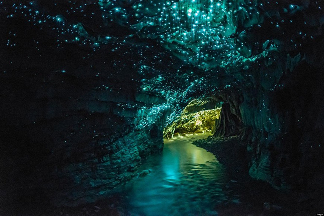Waitomo Glowworm Grotto: Millions of Glowing Larvae Bums