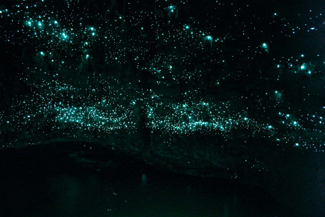 Waitomo Glowworm Grotto: Millions of Glowing Larvae Bums_1