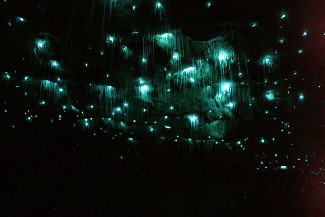 Waitomo Glowworm Grotto: Millions of Glowing Larvae Bums_2