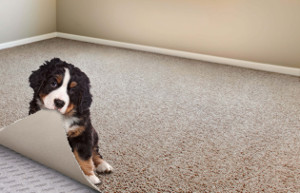 New Stainmaster Petprotect Carpet