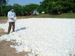Paraguayan Ministry to Review Cotton Sector Plan