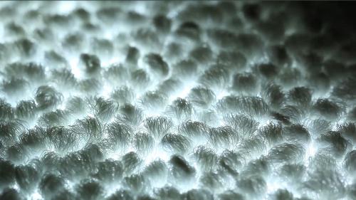 Philips and Desso Partner up to Develop Light Transmissive Carpets