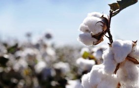 Peru's ICA to Harness Rainwater for Cotton Production