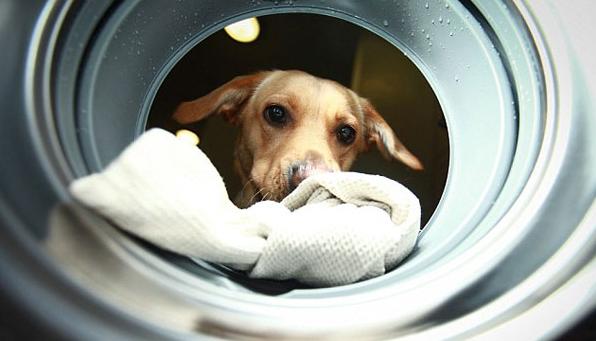 The Dog Voice Control Washing Machine Was Born