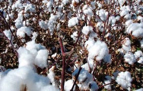 Iran Raw Cotton Output May Touch 200, 000 Tons in 2013-14
