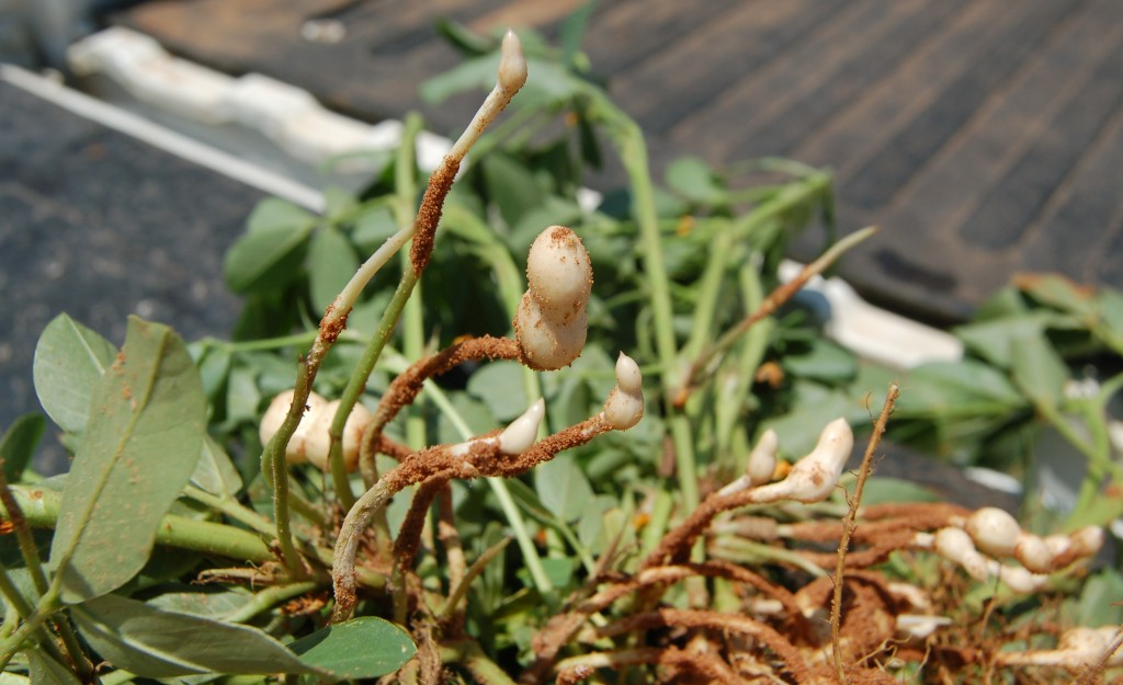 Texas Crop and Weather: Despite &lsquo;Rough’ August, Peanut Yields About Average or a Little Above
