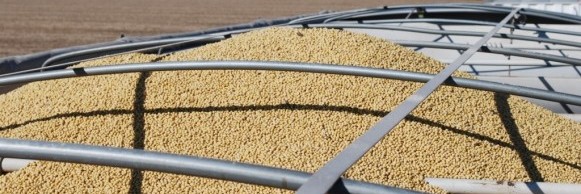 U.S. Soybean Exports Set New Record