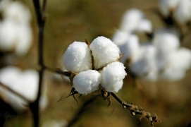 Mexico's Laguna Region Cotton Acreage to Rise in 2014