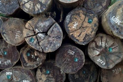 Indonesia Struggles to Clean up Corrupt Forestry Sector