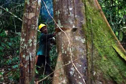 Indonesia Struggles to Clean up Corrupt Forestry Sector_1