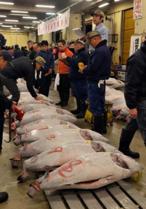 Bluefin Tuna Price Slumps at Japan Auction