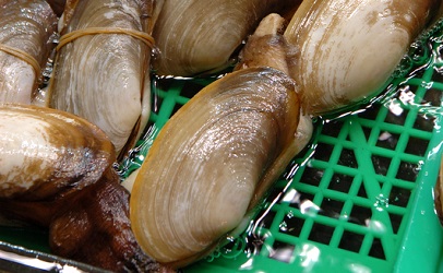 Tests Show Washington State Shellfish Safe Following Chinese Ban