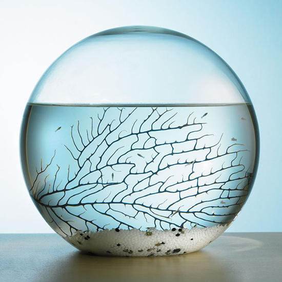 Make a Beautiful Statement with The Self Sustaining Ecosphere
