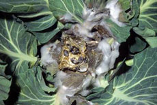 Learn How to Improve Disease Management in Your Vegetable Operation
