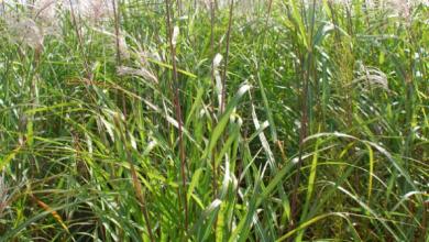 Risks and Rewards to Growing Bioenergy Grasses