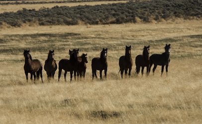 New Mexico Judge to Decide Friday Whether to Continue TRO on Horse Slaughter